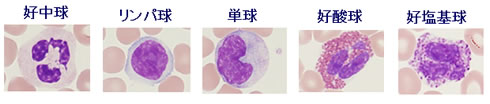 白血球分画